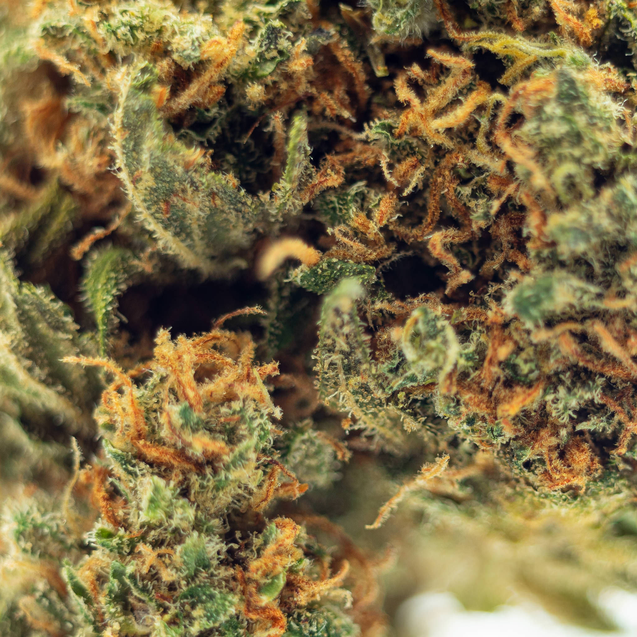 CBD Aromabl te Strawberry Shortcake 6 89 1g 2g 5g Indoor cbd-aromabl-te-strawberry-shortcake-6-89-1g-2g-5g-indoor